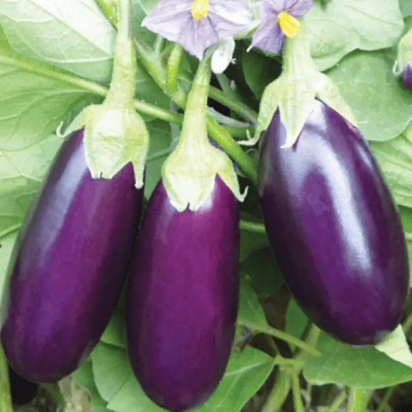 Brinjal